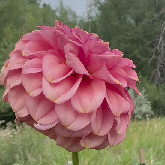 RM Copper Shimmer dahlia