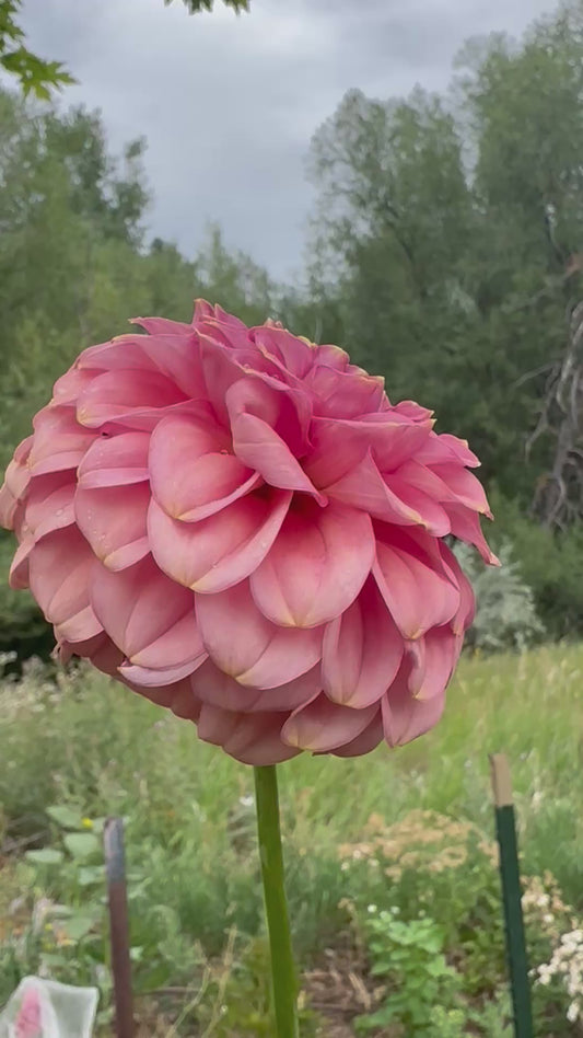 RM Copper Shimmer dahlia