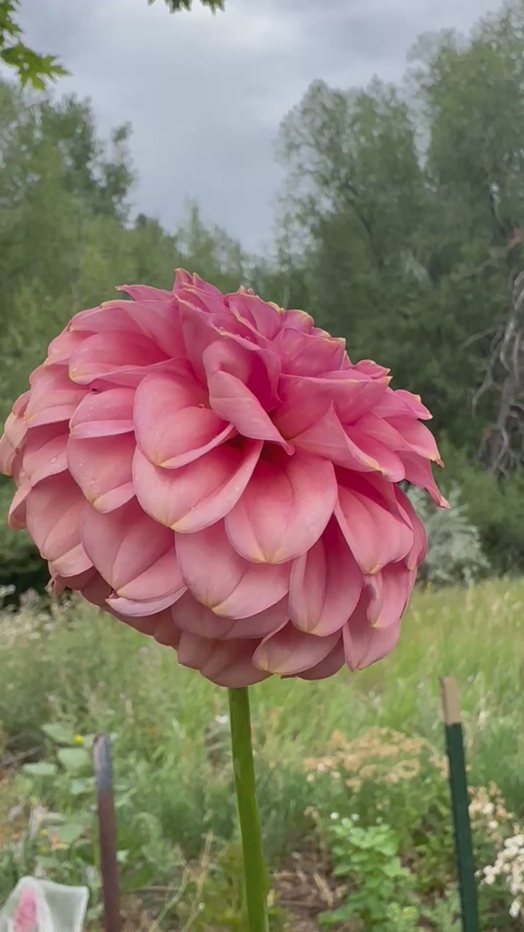 RM Copper Shimmer dahlia