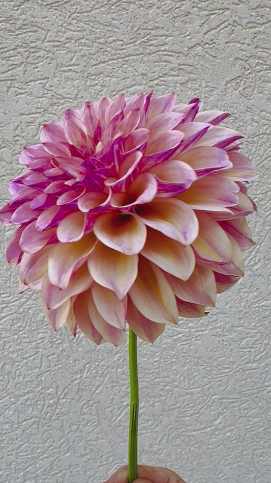 KA’s Cafe Mauve dahlia