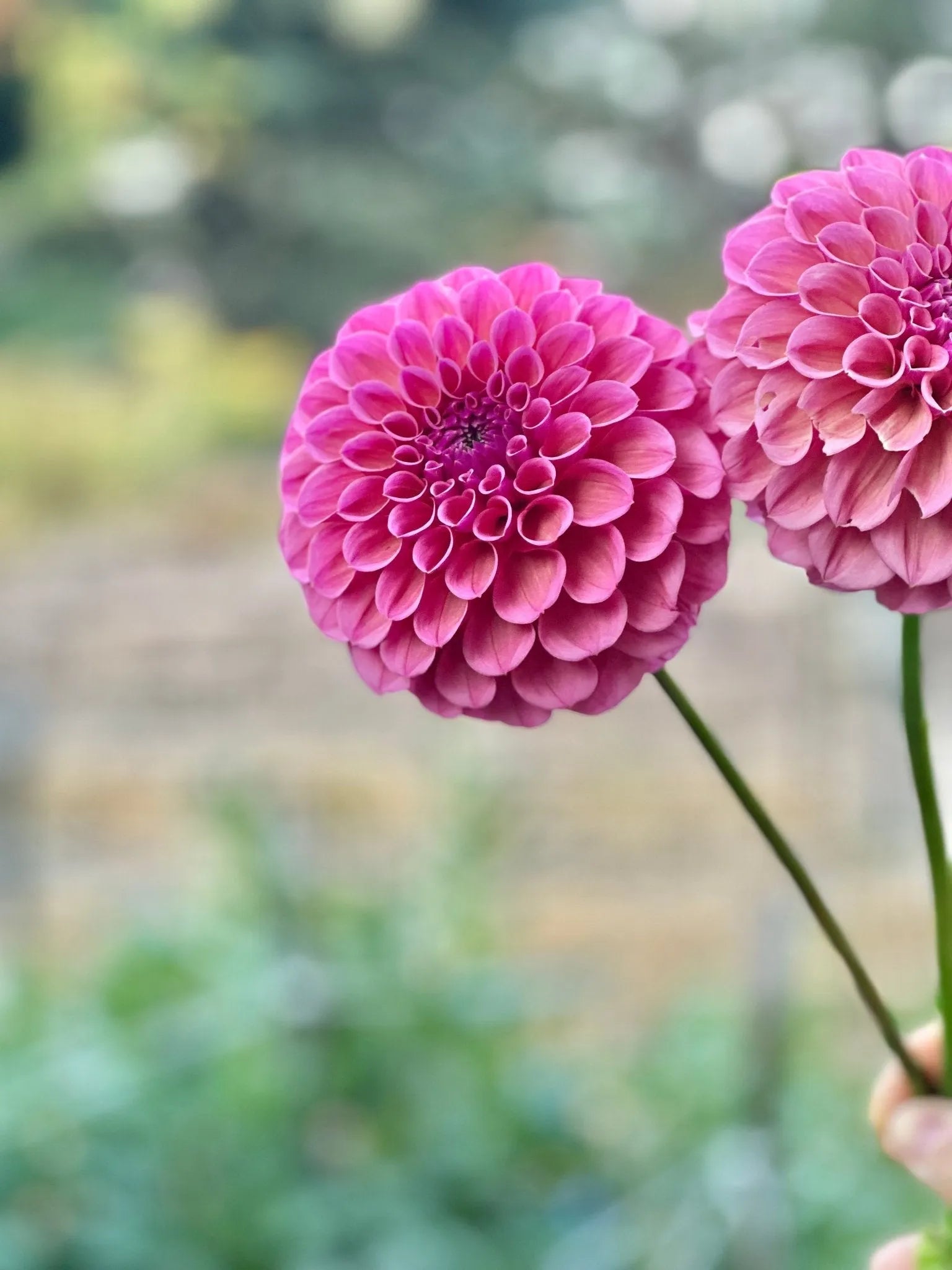 RM Berry Kiss dahlia tuber - Pedaling Petals