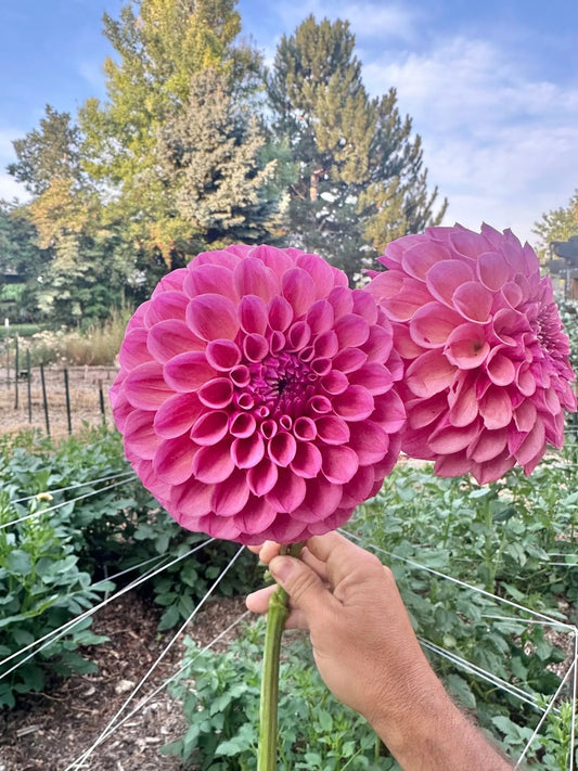 RM Berry Kiss dahlia tuber - Pedaling Petals