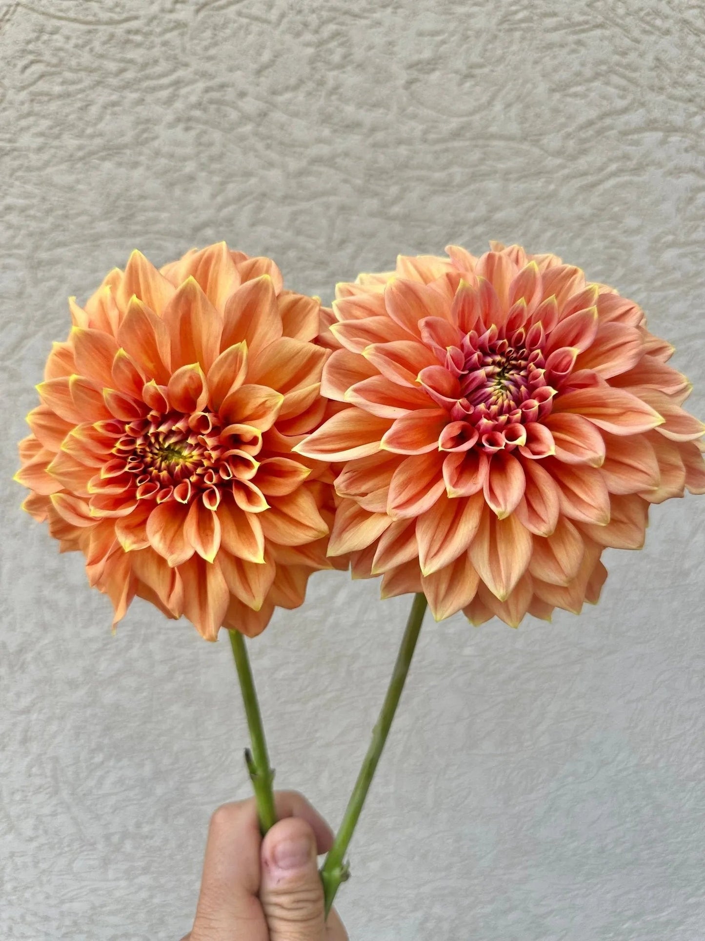 RM Coral Treasure dahlia tuber - Pedaling Petals