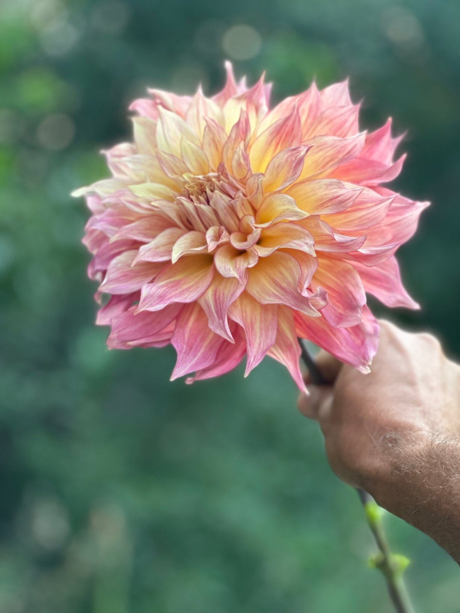 RM Gigi dahlia cutting - Pedaling Petals