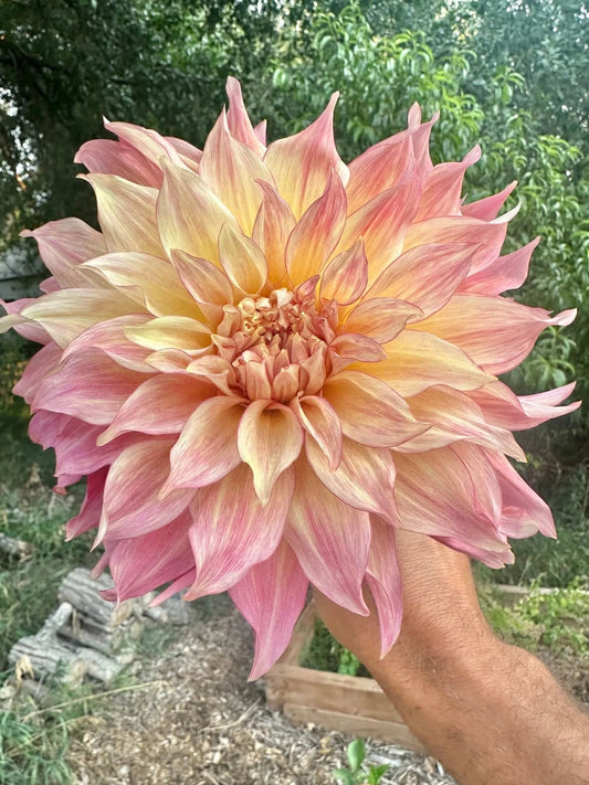 RM Gigi dahlia cutting - Pedaling Petals