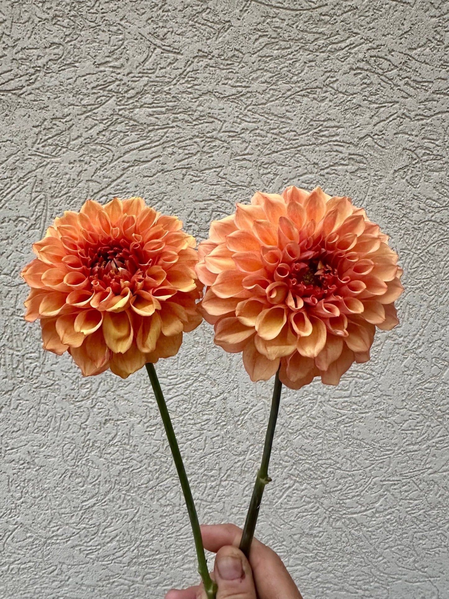 RM Glenny Penny dahlia cutting - Pedaling Petals