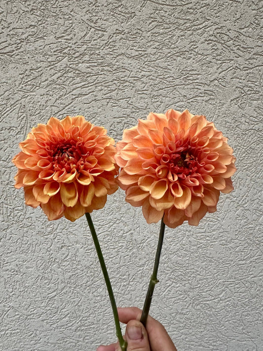RM Glenny Penny dahlia cutting - Pedaling Petals