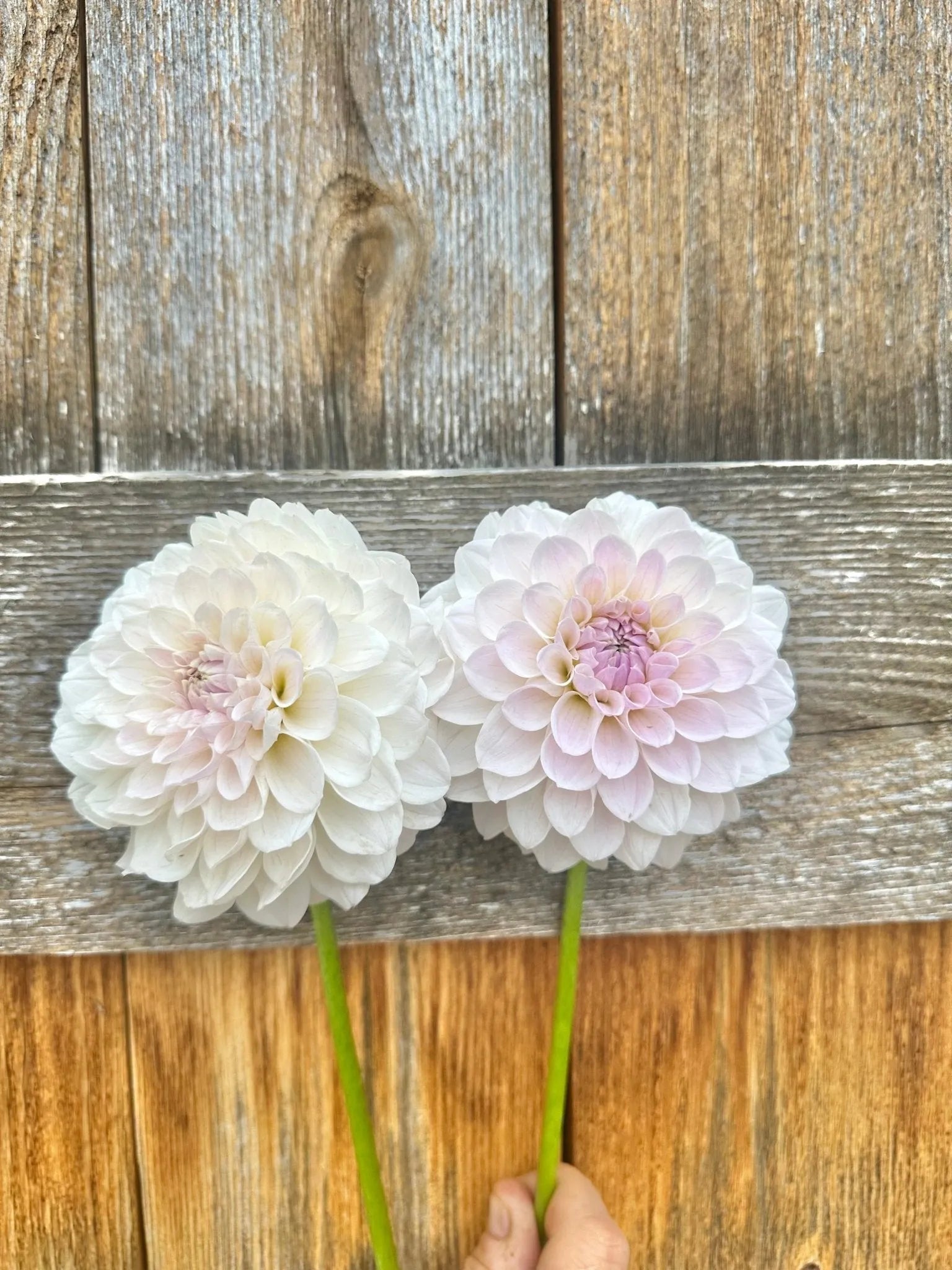 RM Hannah Joe dahlia tuber - Pedaling Petals