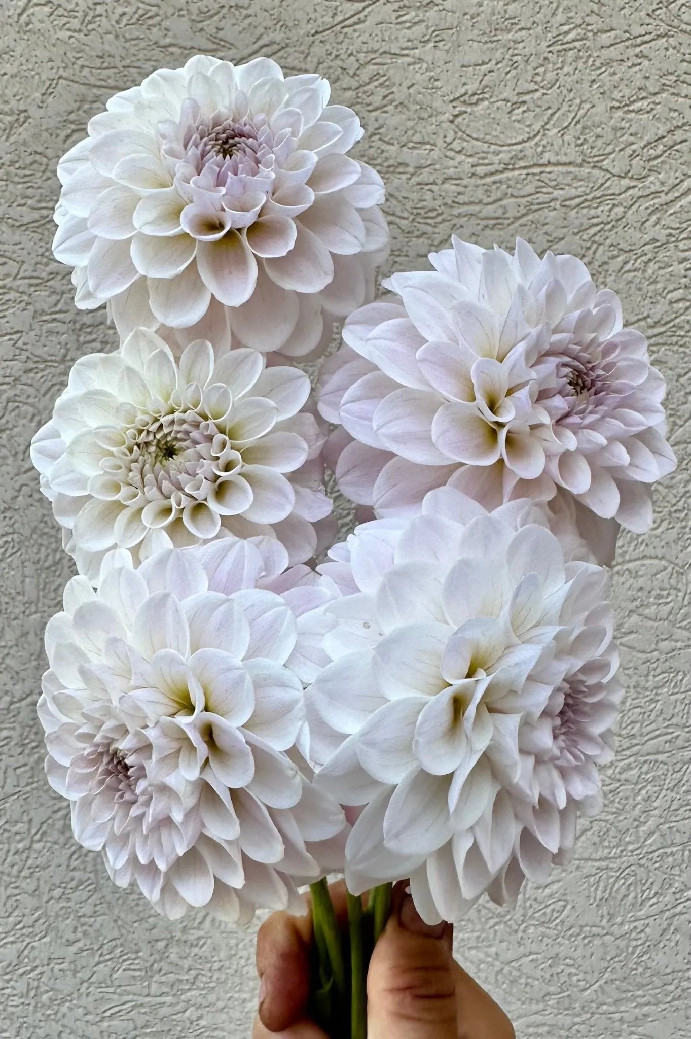 RM Hannah Joe dahlia tuber - Pedaling Petals