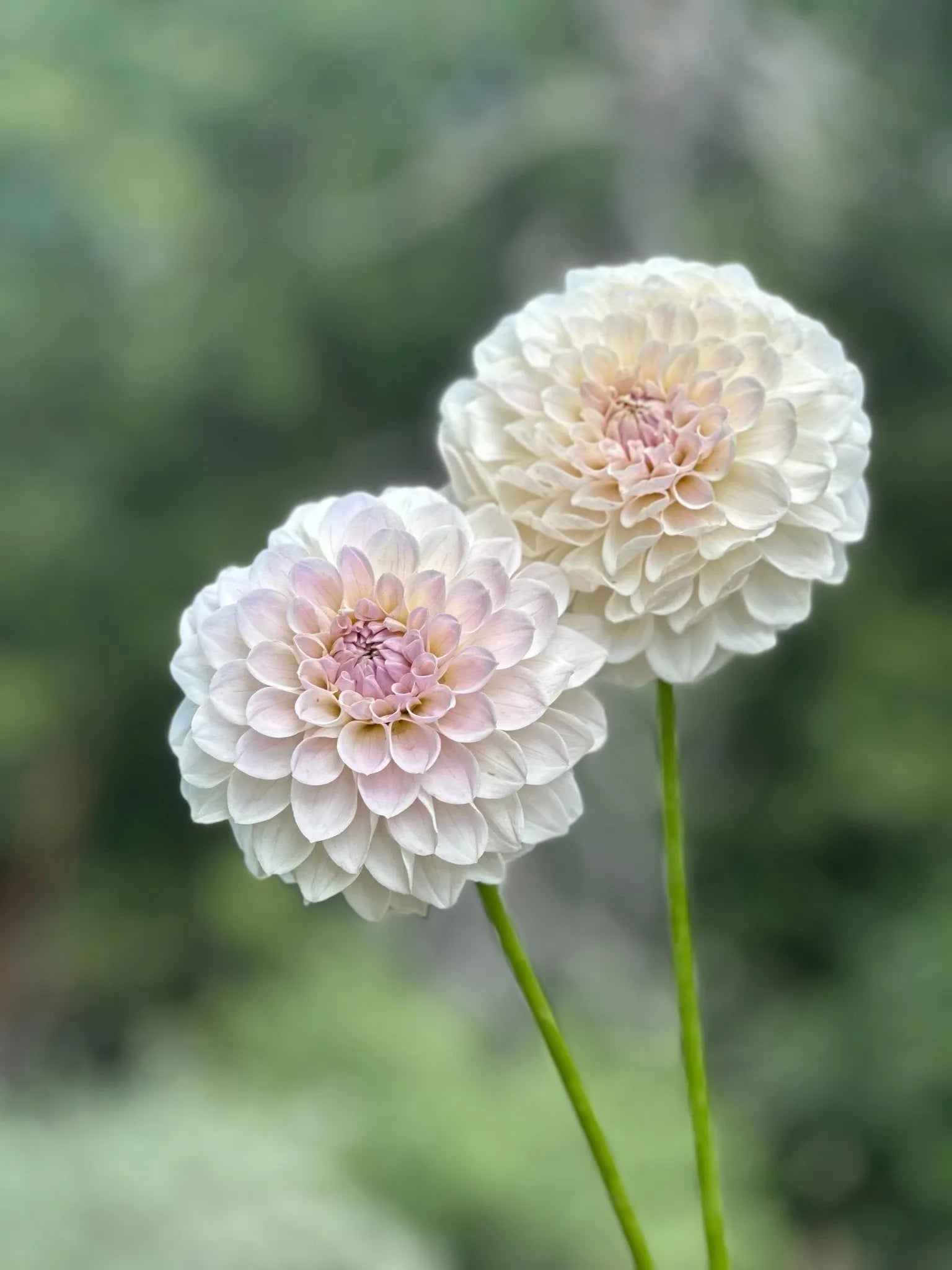 RM Hannah Joe dahlia tuber - Pedaling Petals