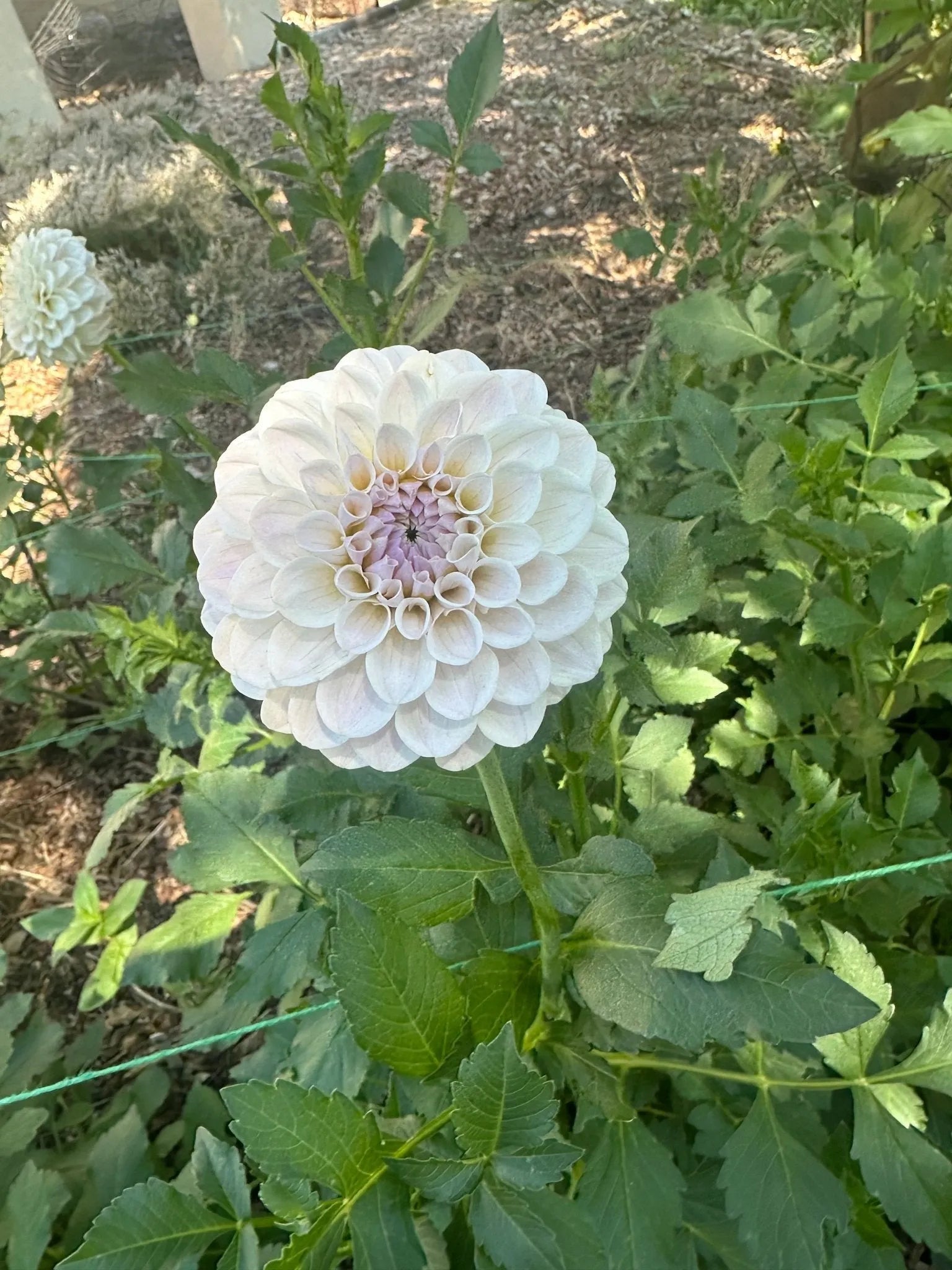 RM Hannah Joe dahlia tuber - Pedaling Petals