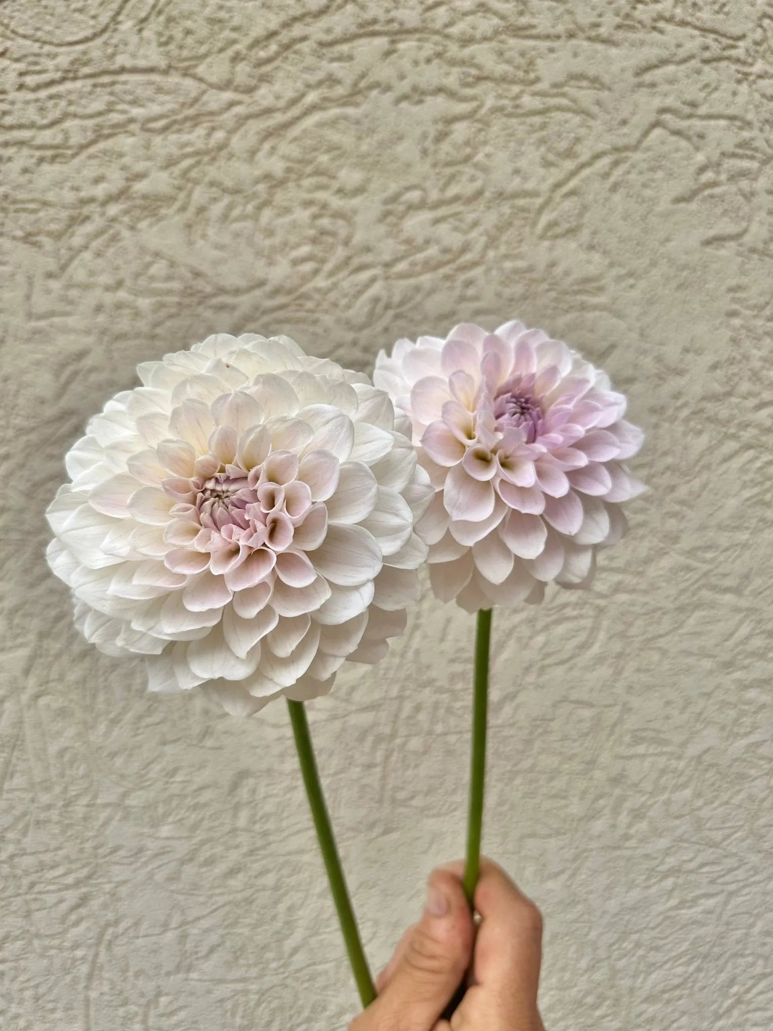 RM Hannah Joe dahlia tuber - Pedaling Petals