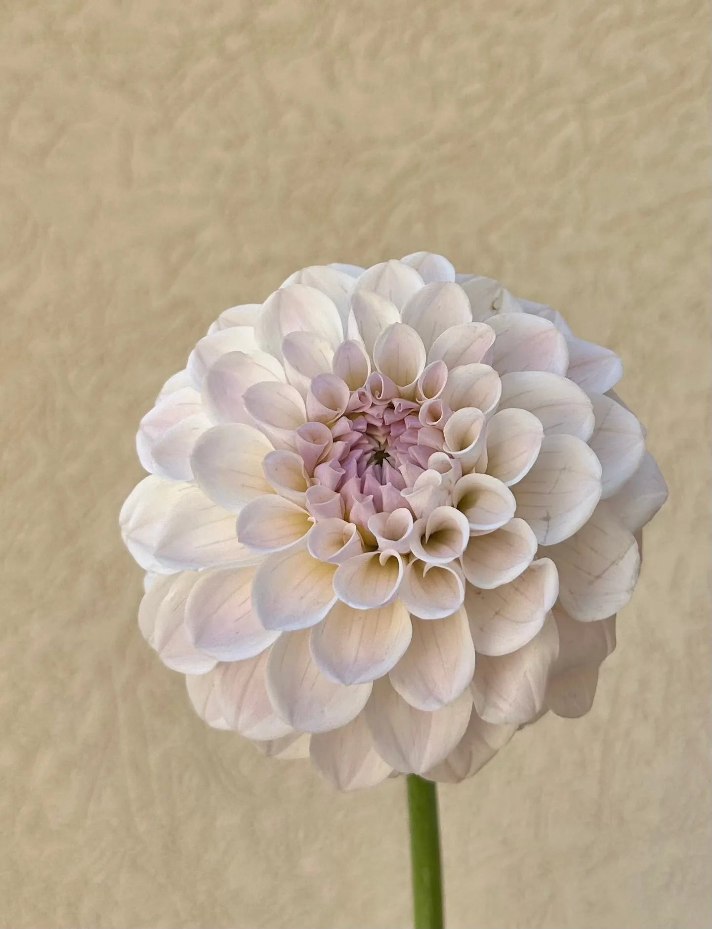 RM Hannah Joe dahlia tuber - Pedaling Petals