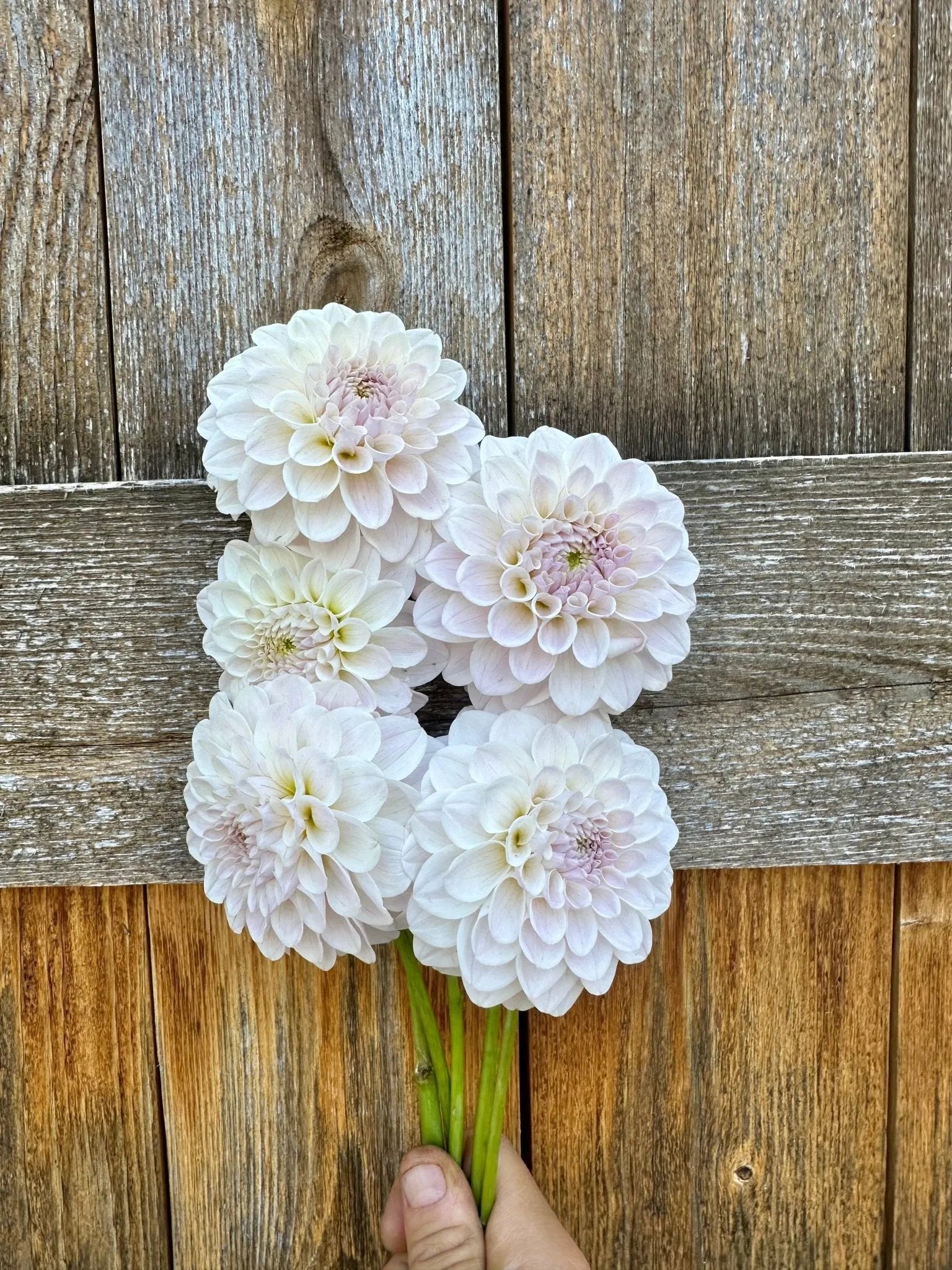 RM Hannah Joe dahlia tubers - Premium blooms – Pedaling Petals