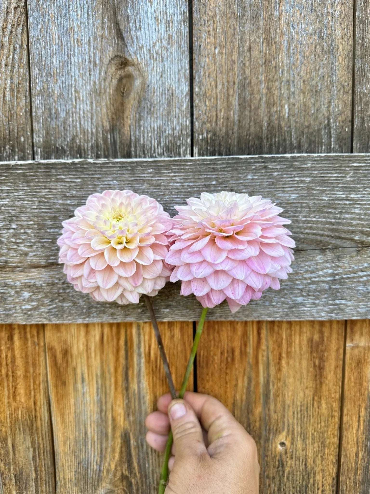RM Karoline dahlia tuber - Pedaling Petals