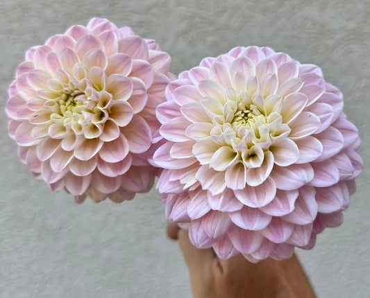 RM Karoline dahlia tuber - Pedaling Petals