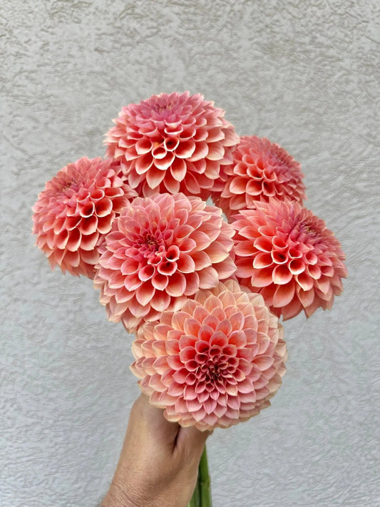 RM Lure dahlia tuber - Pedaling Petals