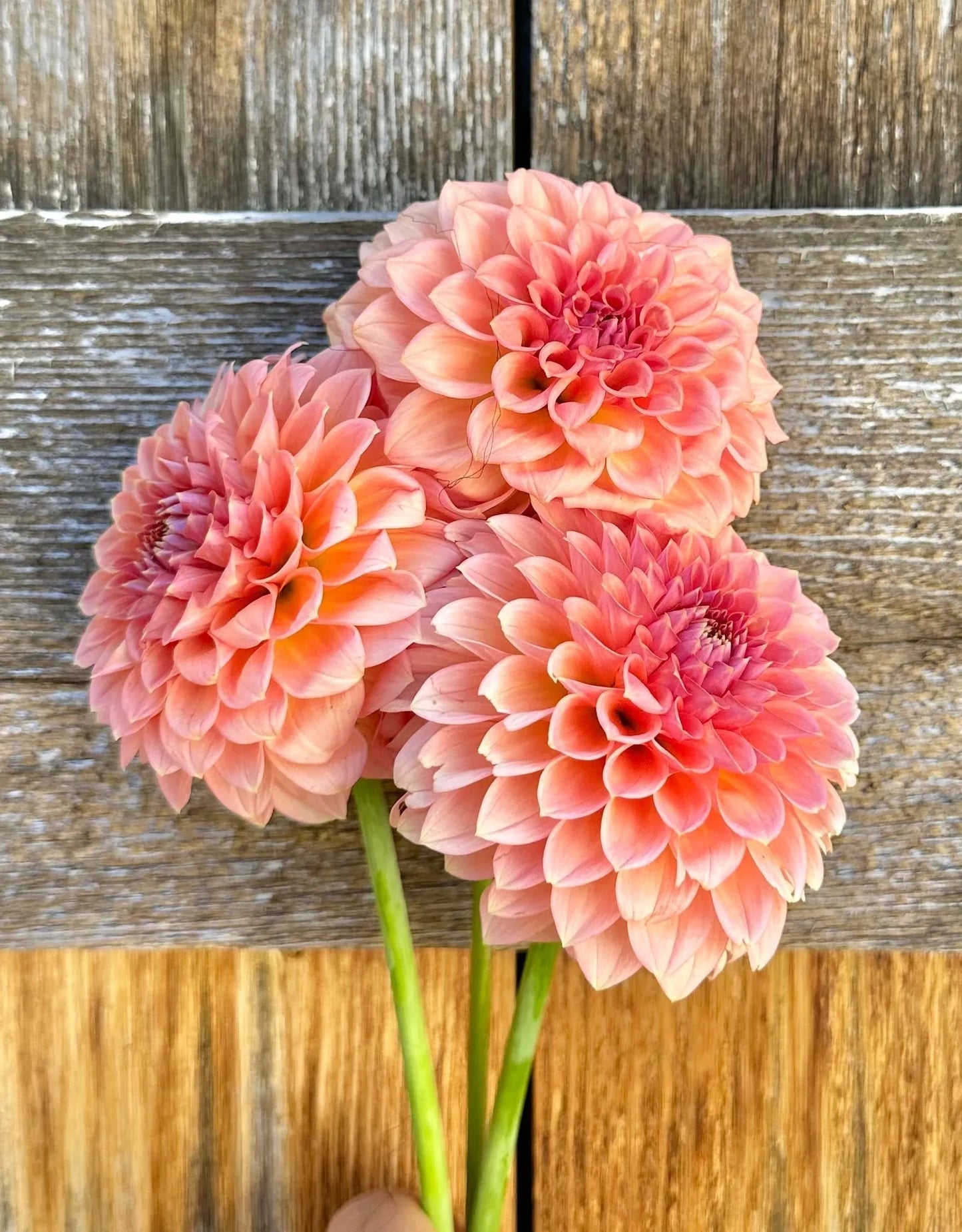 RM Lure dahlia tuber - Pedaling Petals