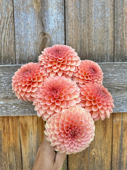 RM Lure dahlia tuber - Pedaling Petals