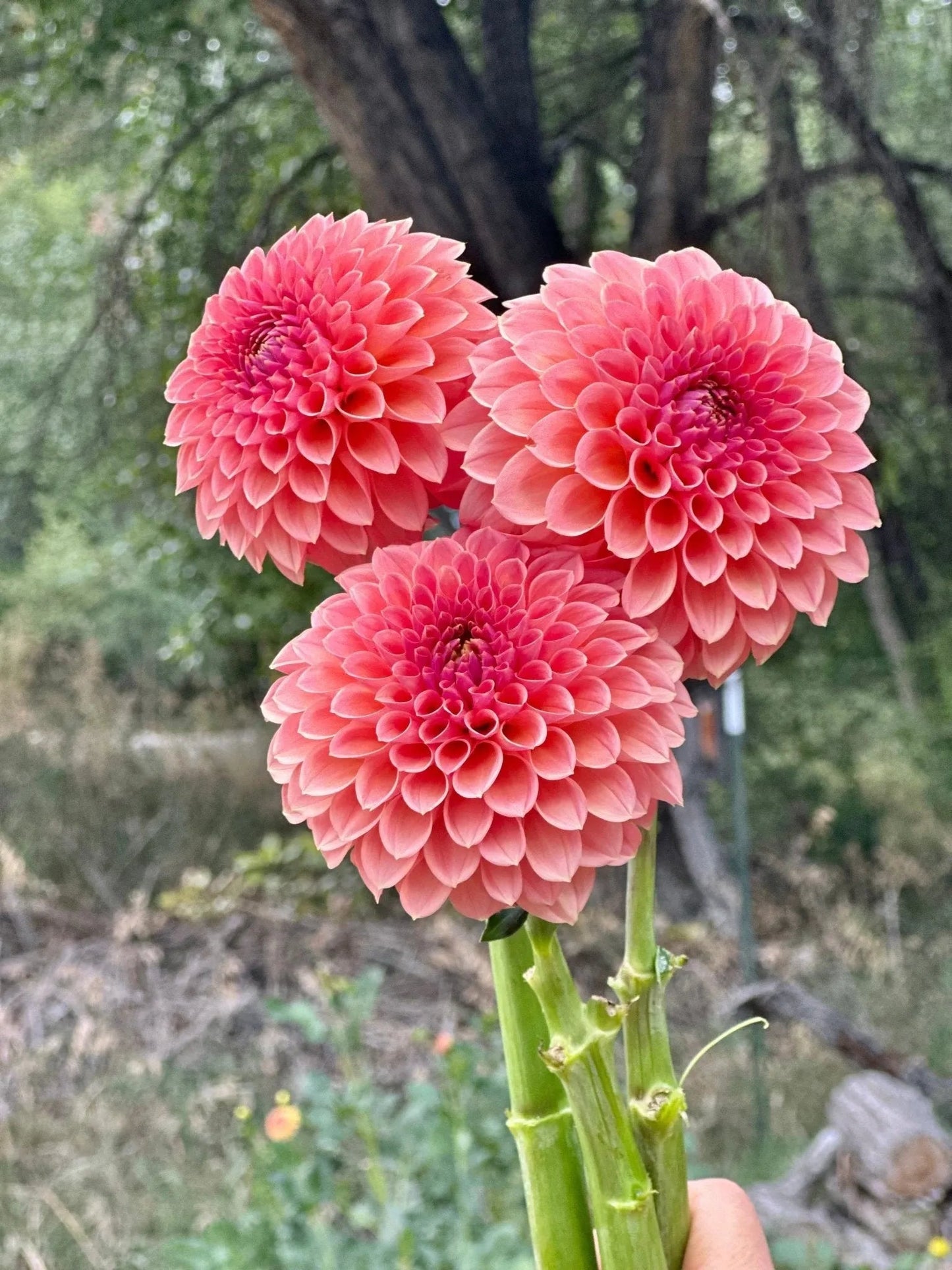 RM Lure dahlia tuber - Pedaling Petals