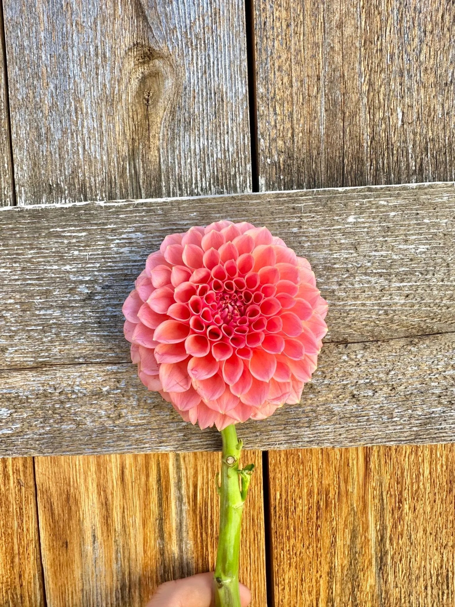 RM Lure dahlia tuber - Pedaling Petals