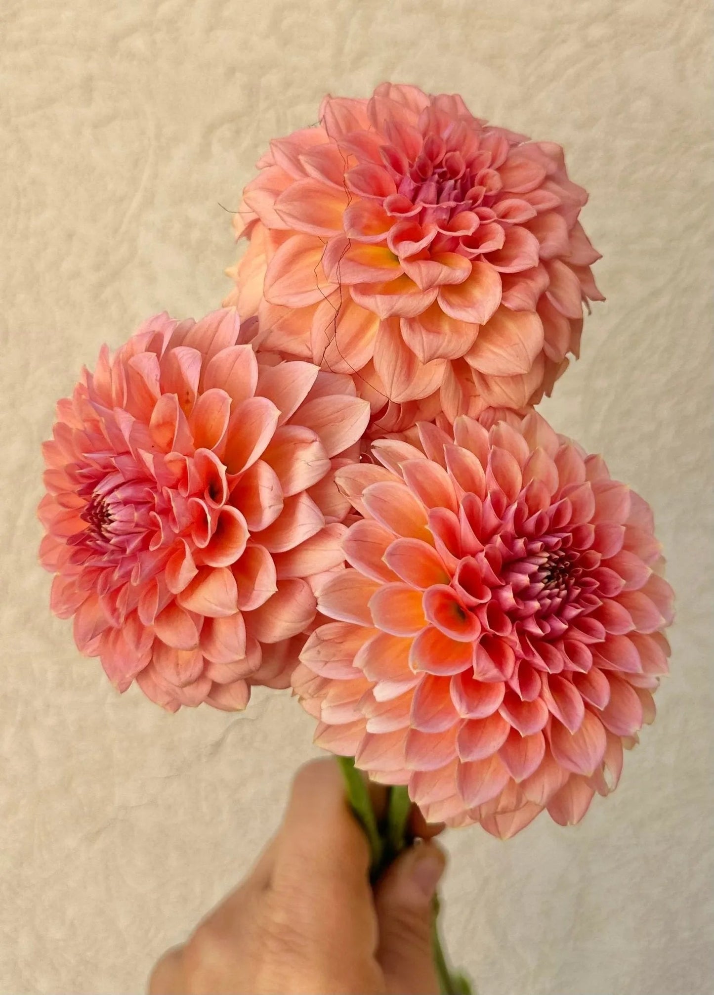 RM Lure dahlia tuber - Pedaling Petals