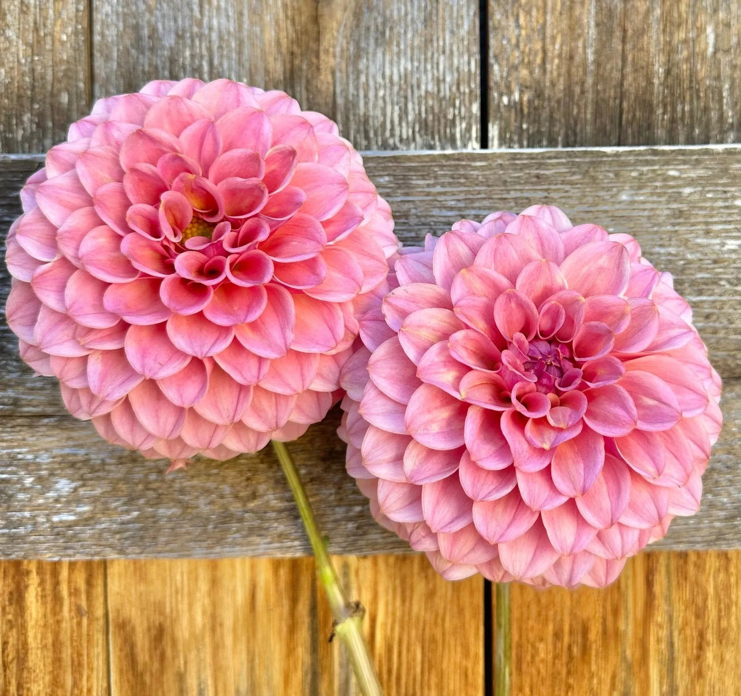 RM Mauvelous dahlia cutting - Pedaling Petals