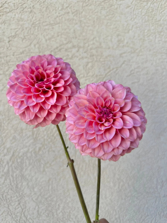 RM Mauvelous dahlia cutting - Pedaling Petals
