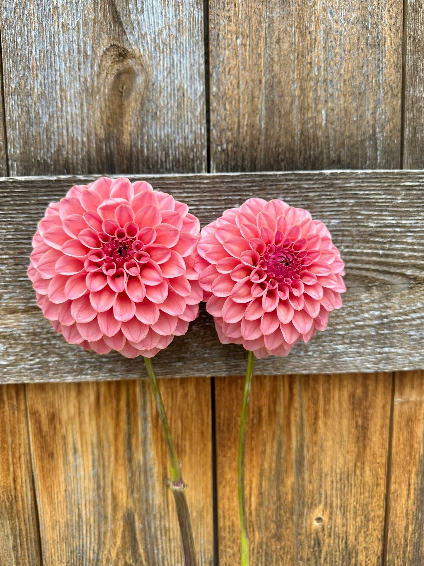 RM Mauvelous dahlia tuber - Pedaling Petals
