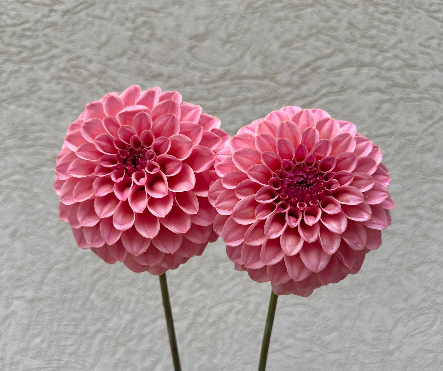 RM Mauvelous dahlia tuber - Pedaling Petals