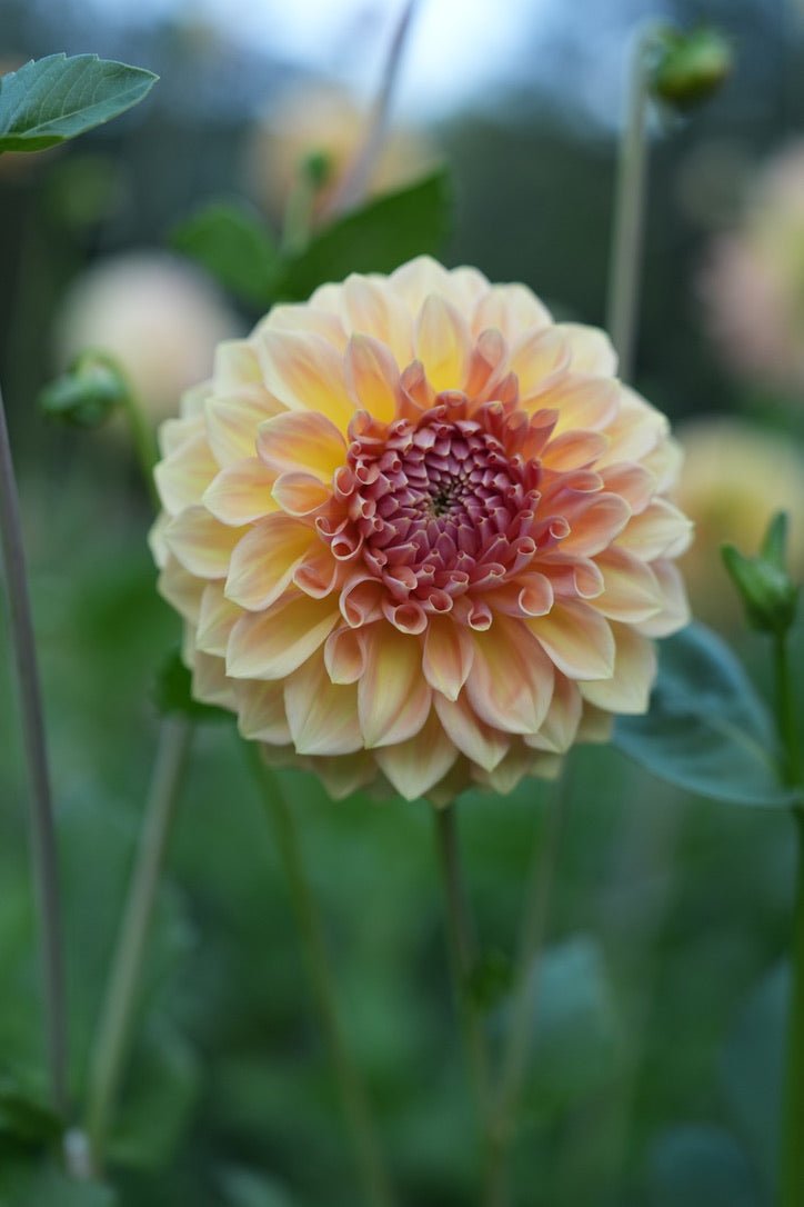 RM October Skies dahlia cutting - Pedaling Petals