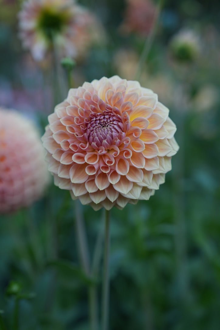 RM October Skies dahlia cutting - Pedaling Petals
