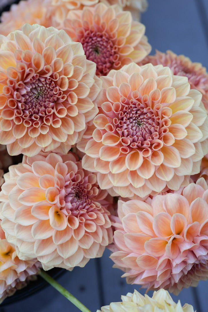 RM October Skies dahlia cutting - Pedaling Petals