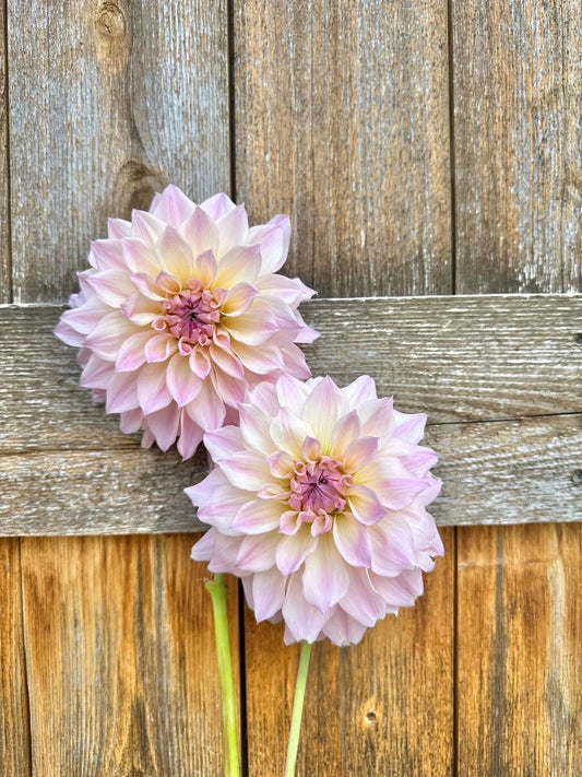 RM Rainier dahlia cutting - Pedaling Petals
