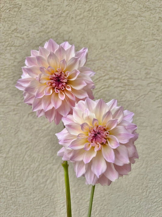 RM Rainier dahlia cutting - Pedaling Petals
