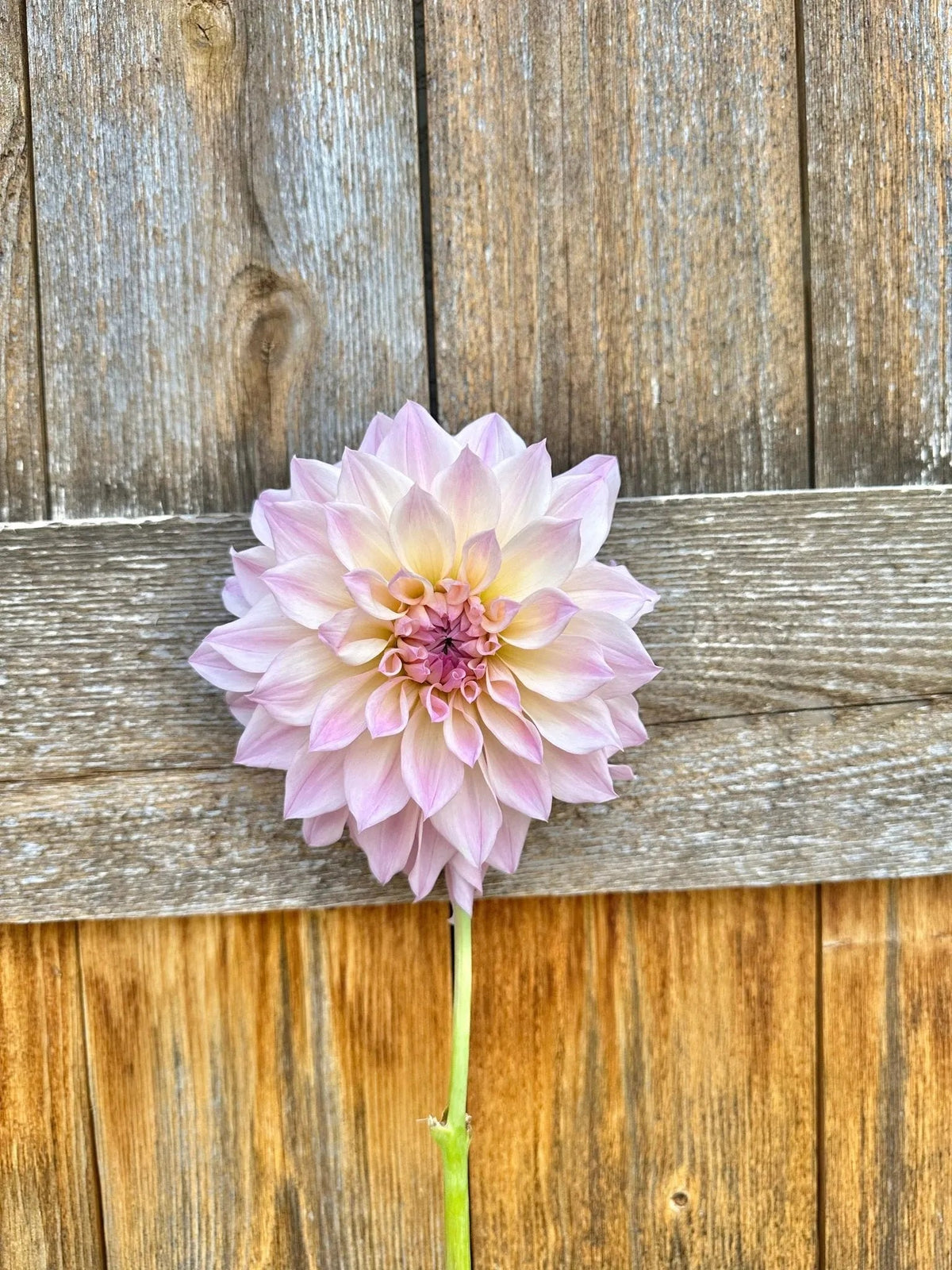 RM Rainier dahlia cutting - Pedaling Petals