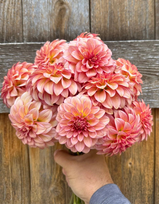 RM Raspberry Twinkle dahlia tuber - Pedaling Petals