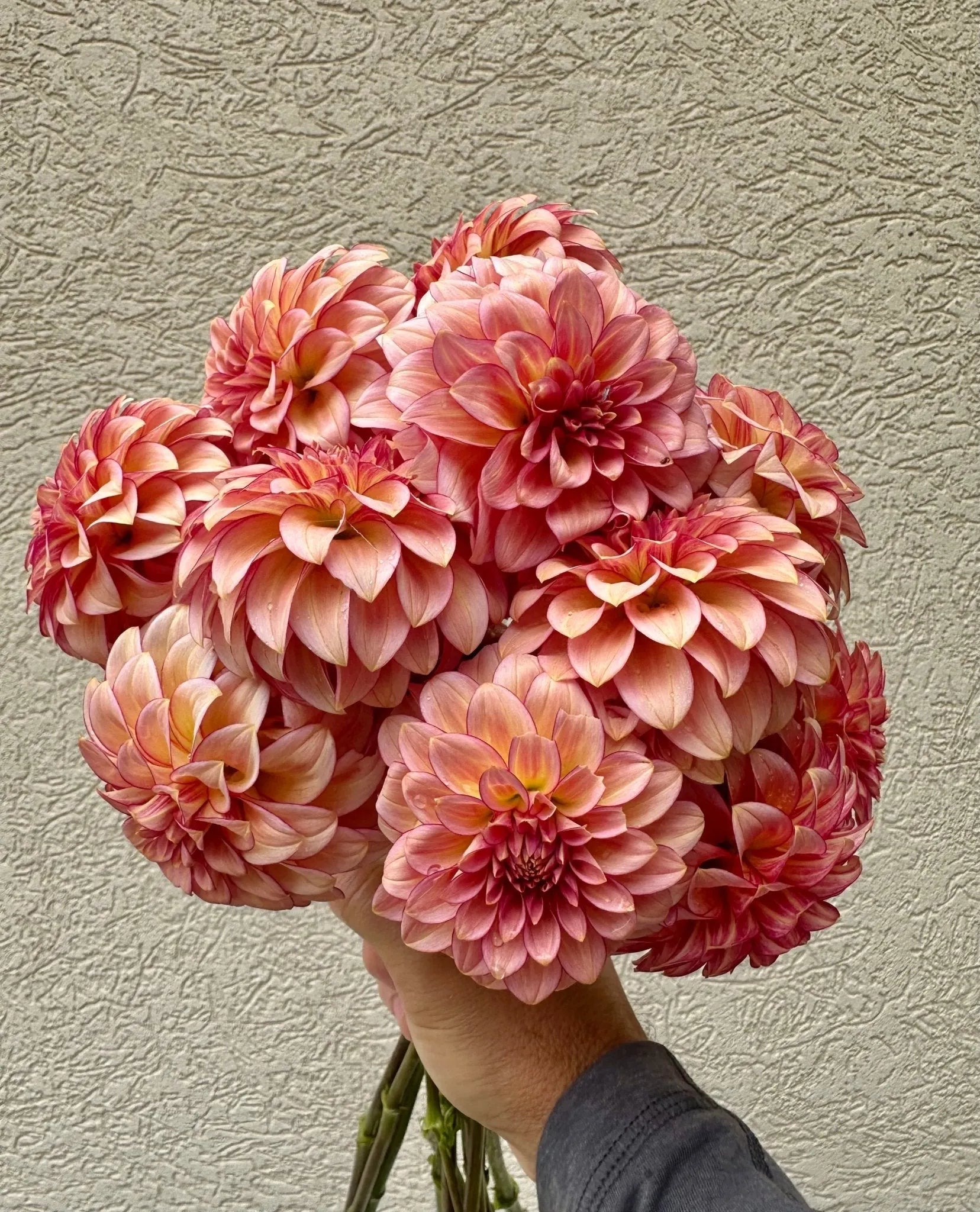 RM Raspberry Twinkle dahlia tuber - Pedaling Petals