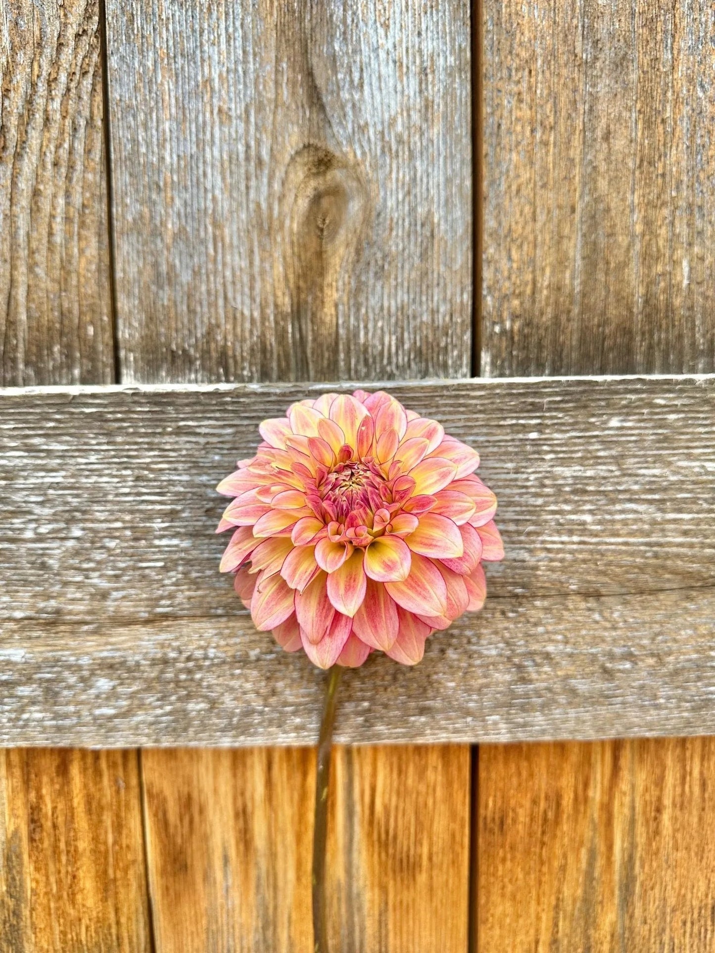 RM Raspberry Twinkle dahlia tuber - Pedaling Petals