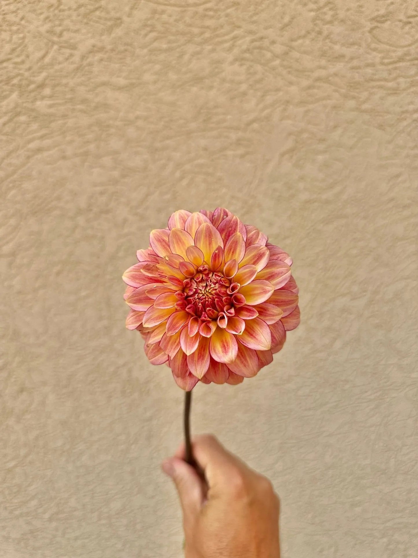 RM Raspberry Twinkle dahlia tuber - Pedaling Petals