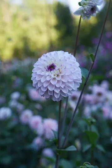 RM Valyrian dahlia cutting - Pedaling Petals