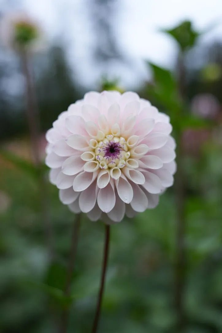 RM Valyrian dahlia cutting - Pedaling Petals