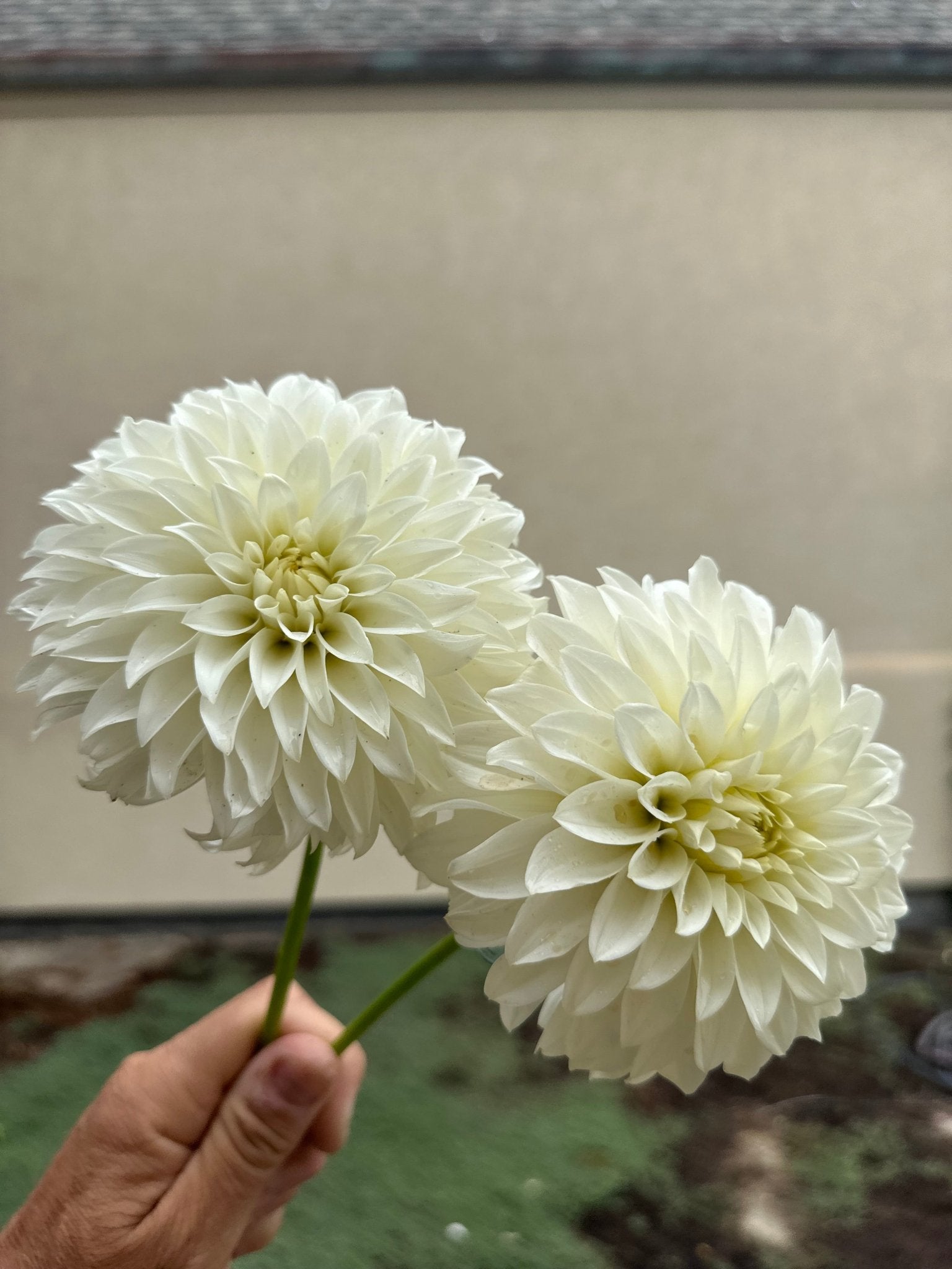 Romantic and elegant dahlia wedding flowers - Pedaling Petals
