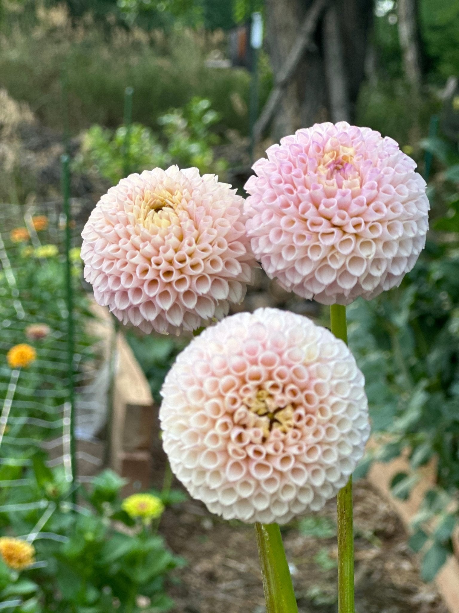 Romantic and elegant dahlia wedding flowers - Pedaling Petals