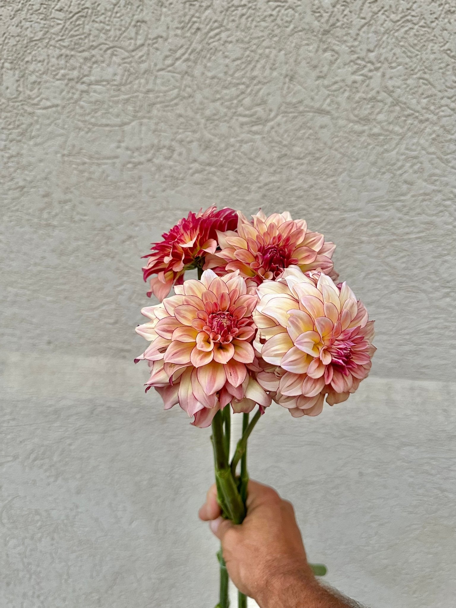 Romantic and elegant dahlia wedding flowers - Pedaling Petals