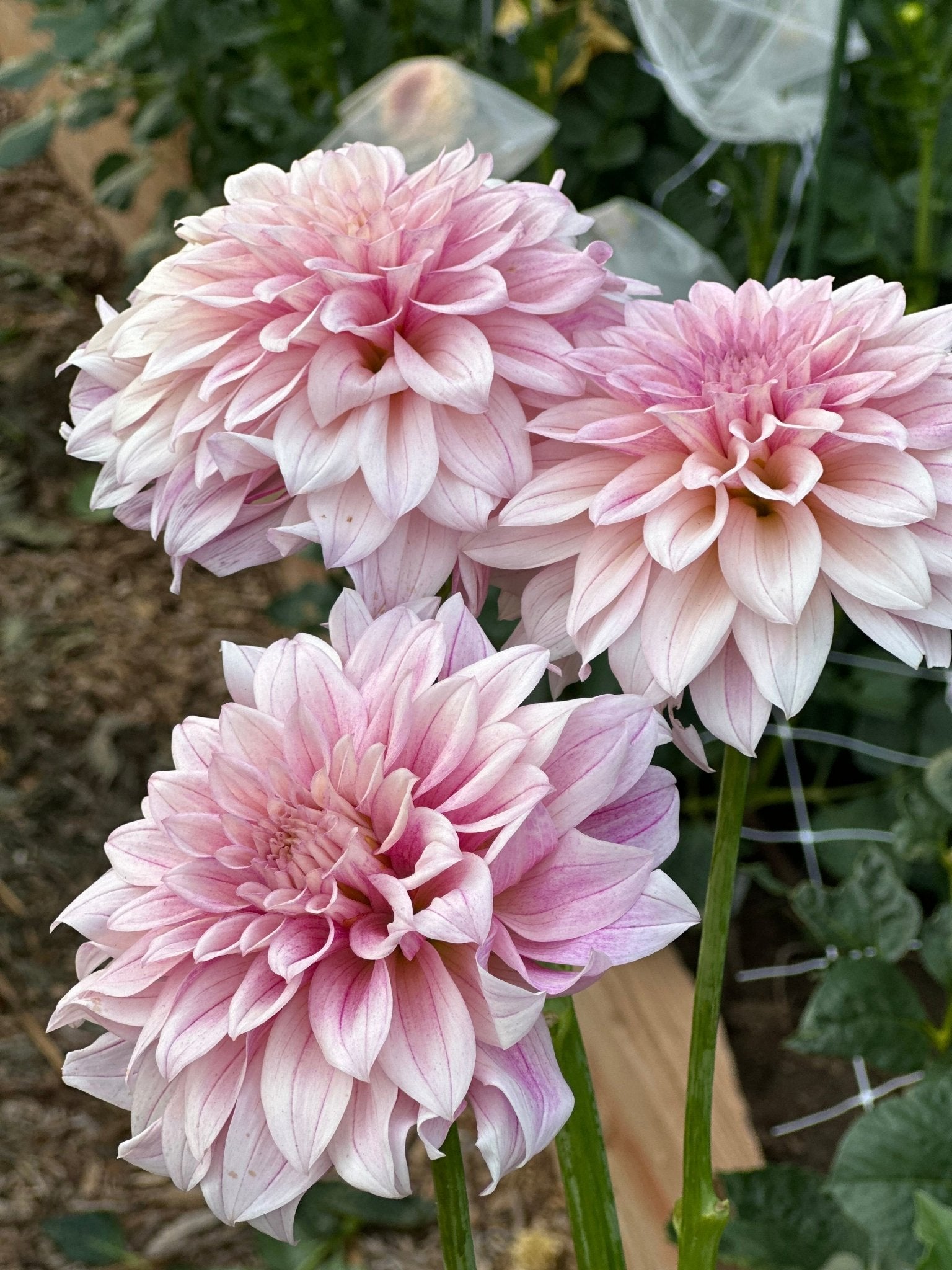 Romantic and elegant dahlia wedding flowers - Pedaling Petals