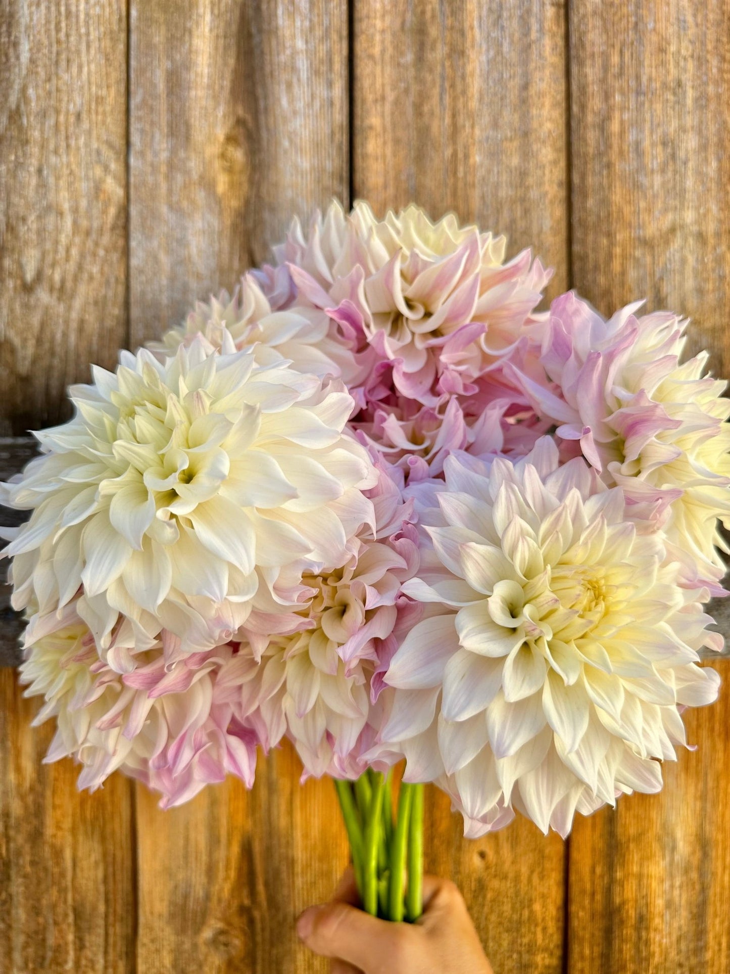 Romantic and elegant dahlia wedding flowers - Pedaling Petals