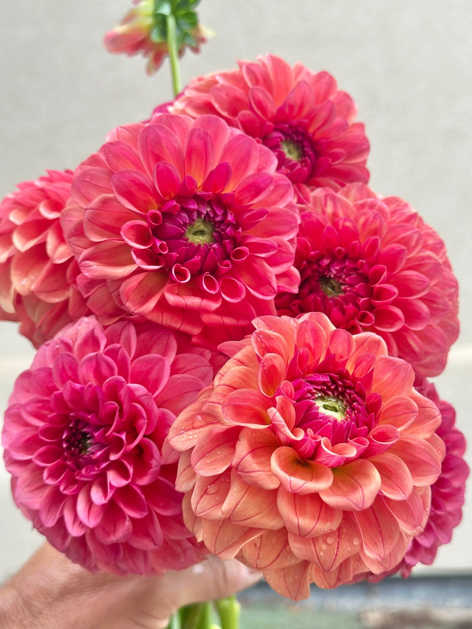 Romantic and elegant dahlia wedding flowers - Pedaling Petals