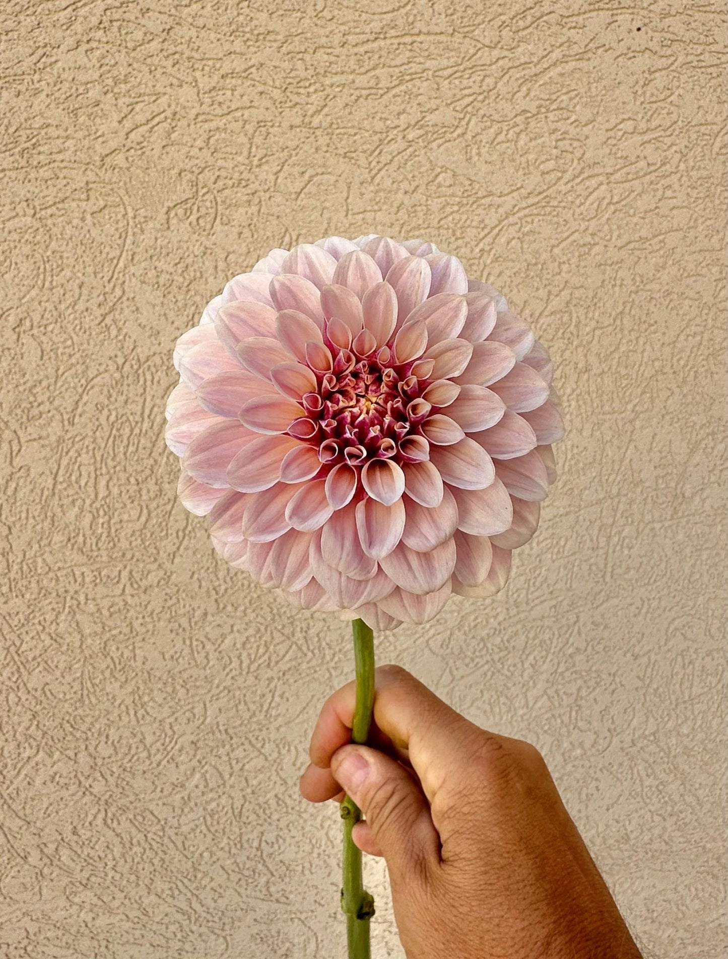 Salish Twilight Girl dahlia - Pedaling Petals