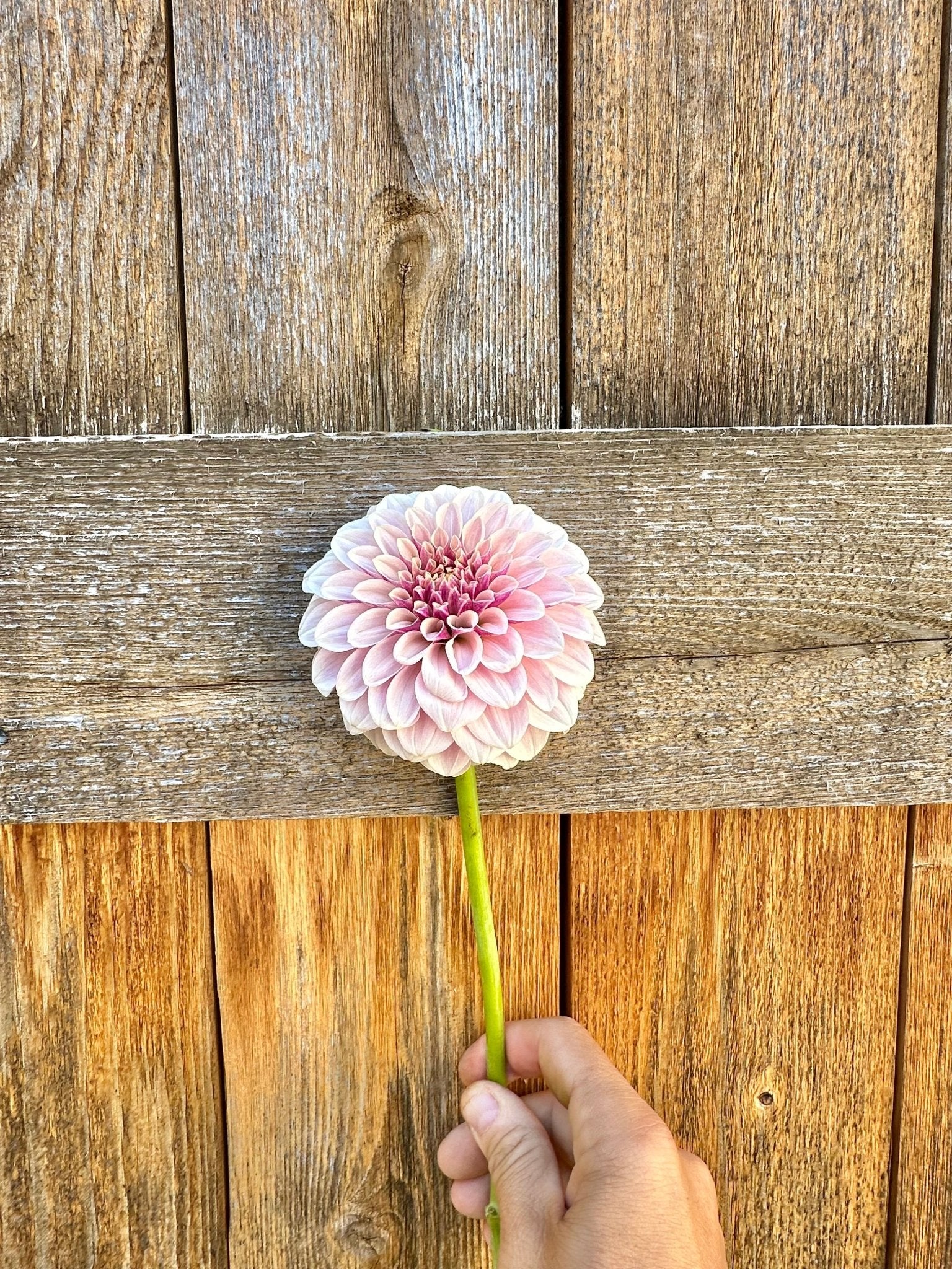 Salish Twilight Girl dahlia - Pedaling Petals